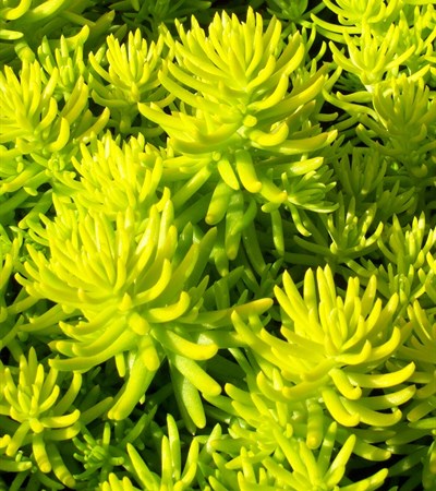 Sedum Angelina